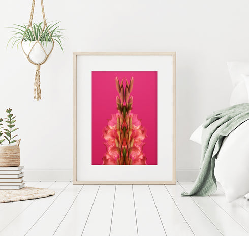 Pink Gladiolus - Signed Edition Art Print