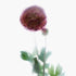 Pink Ranunculus Floral Art Print