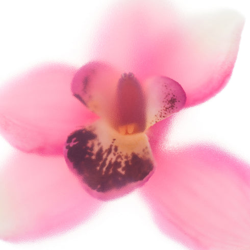 Pink Orchid Floral Art Print