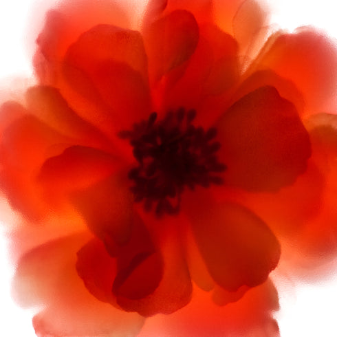 Orange Rose Flower Art Print