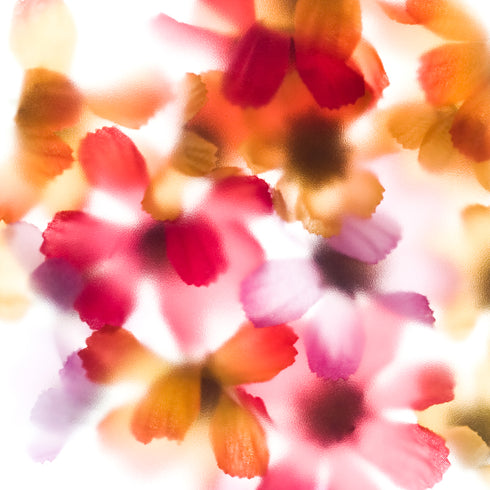 Daisy Mix Flower Art Print