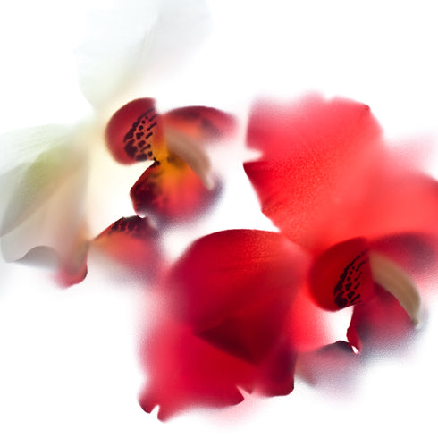 Red & White Orchid Flower Art Print