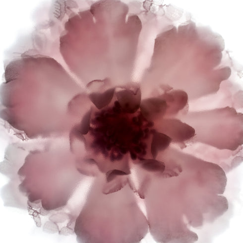 Pink Lace Rose Floral Art Print