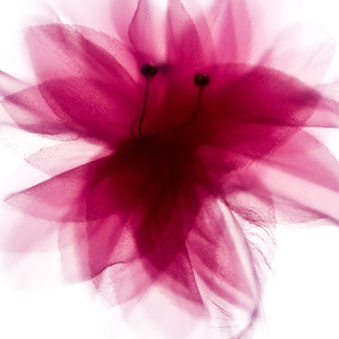 Magenta Lily Floral Art Print