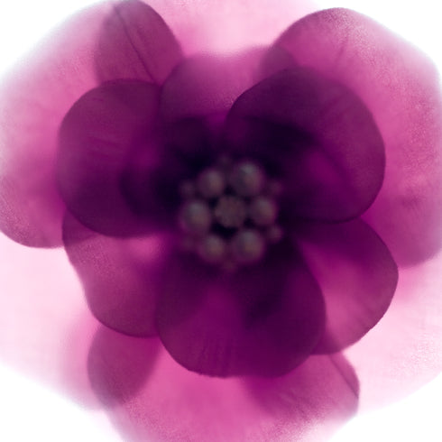 Purple Bloom Floral Art Print