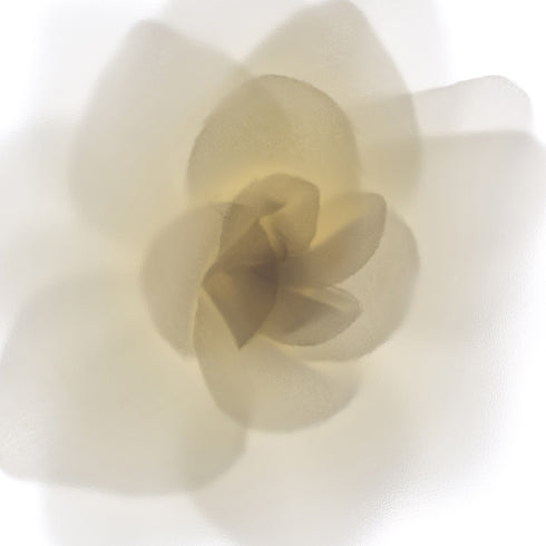 White Rose Flower - Art Print