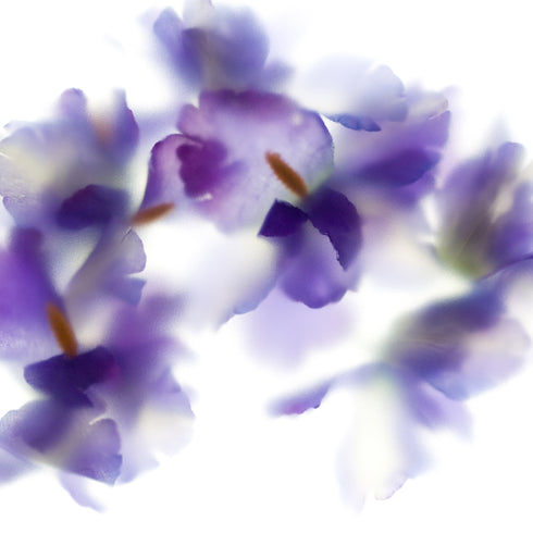 Purple Iris Bunch Floral Art Print