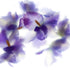 Purple Iris Bunch Floral Art Print