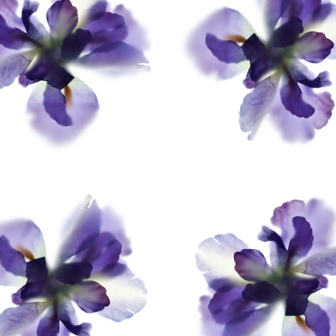 Purple Irides Floral Art Print