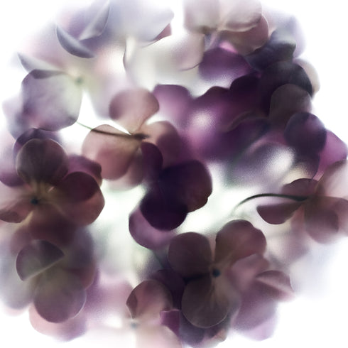 Purple Hydrengea Floral Art Print