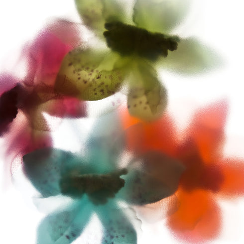 Multi-Coloured Orchids Floral Art Print