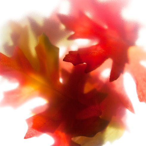 Autumn Leaves II Botanical Art Print