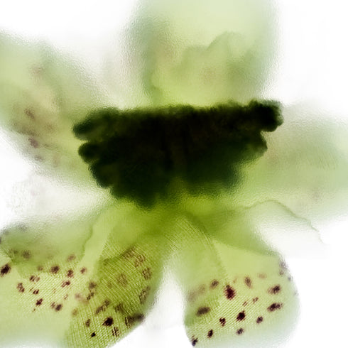 Green Orchid Floral Art Print