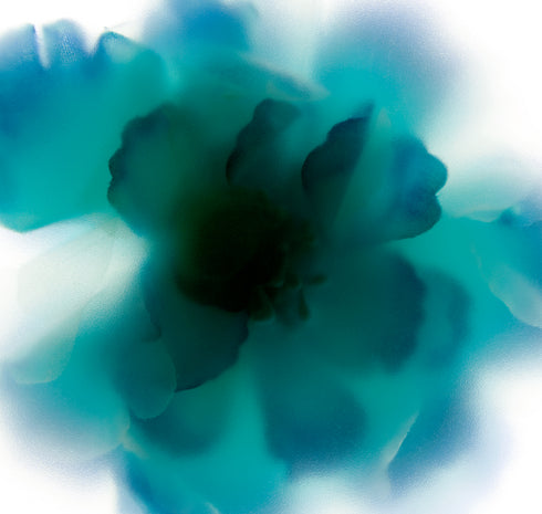 Aqua Blue Rose Floral Art Print