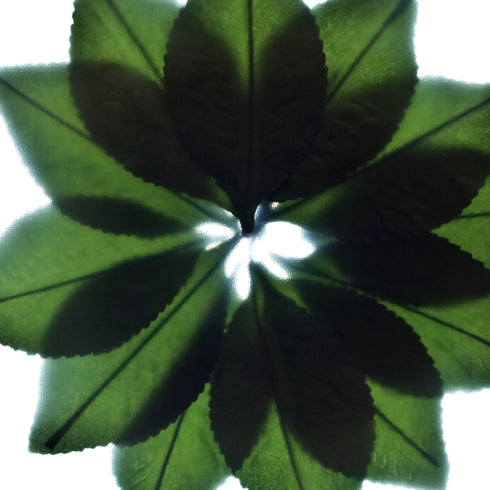 Green Leaf Fan Floral Art Print