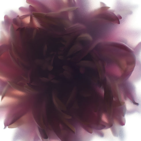 Purple Chrysanthemum Floral Art Print