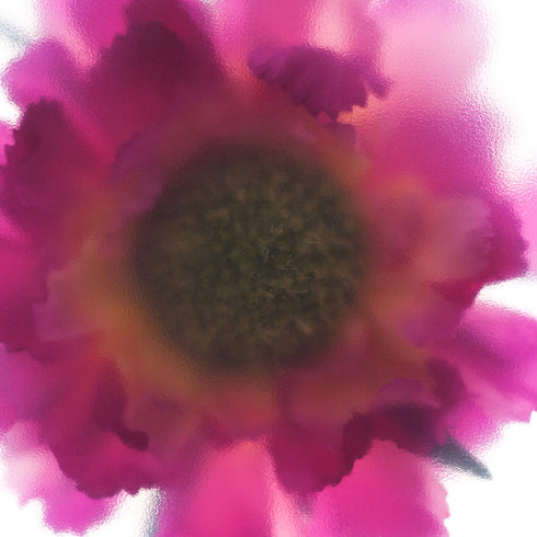 Pink Scabiosa Floral Art Print