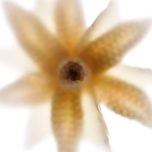 Yellow Star Flower Art Print