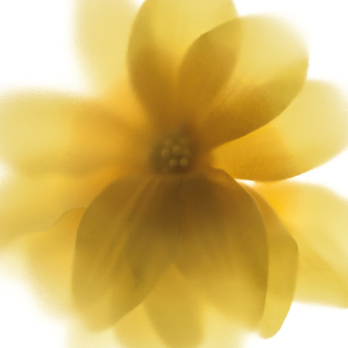 Yellow Daisy Flower Art Print