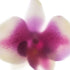 Magenta White Orchid Floral Art Print