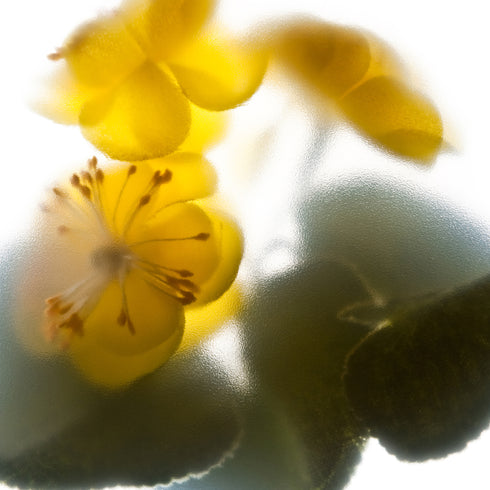 Yellow Buttercups Flower Art Print