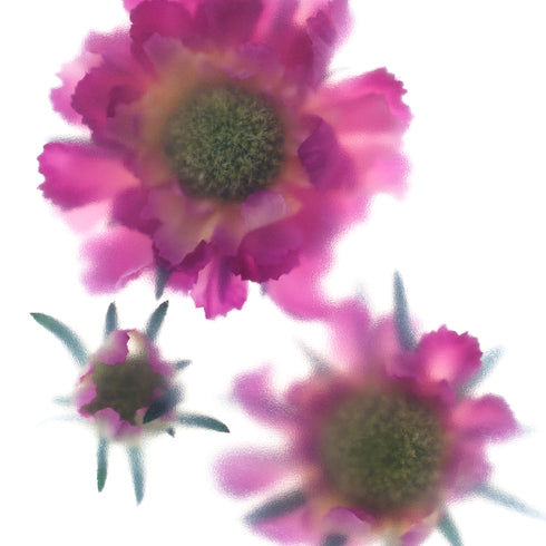 Pink Scabiosa Trio Floral Art Print