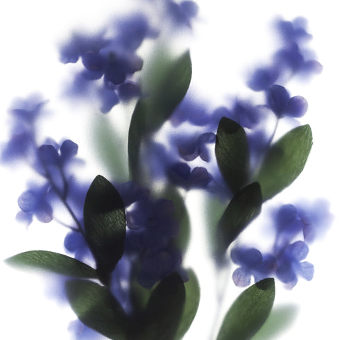 Purple Lilacs Floral Art Print