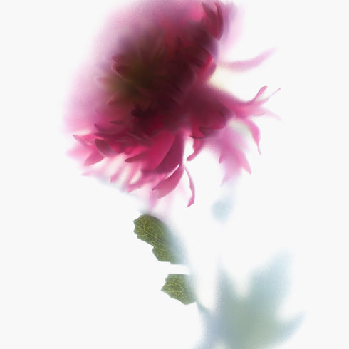 Pink Chrysanthemum Stem Floral Art Print