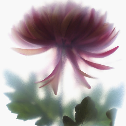 Pink Chrysanthemum Floral Art Print