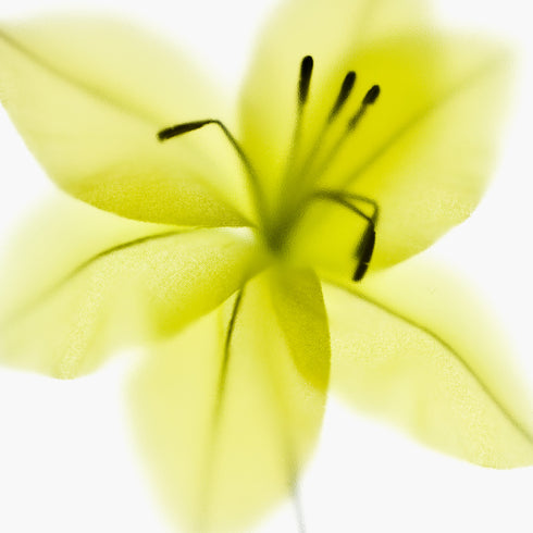 Neon Green Lily Floral Art Print