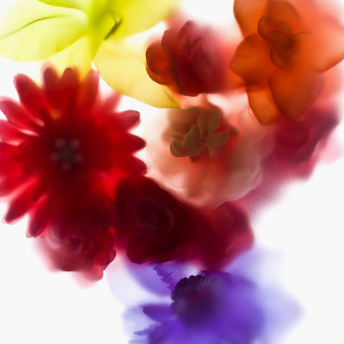 Coloured Blooms Floral Art Print