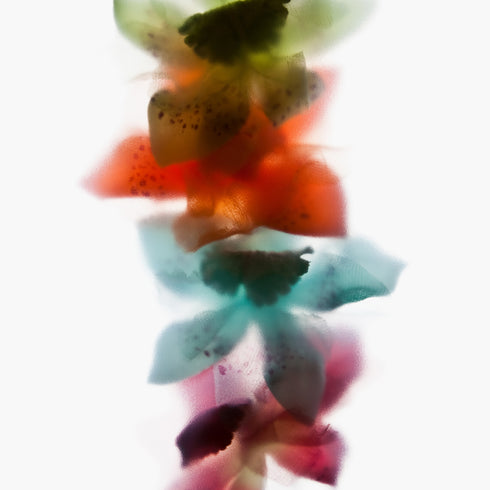 Four Orchids Floral Art Print