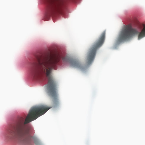 Red Carnations Floral Art Print