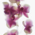 Pink White Orchids I Floral Art Print