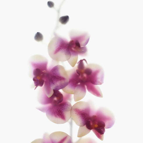 Pink Orchids Art Print Set