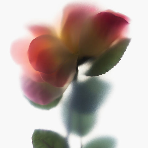 Pink Salmon Rose Floral Art Print