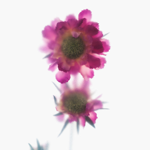 Pink Scabiosa Stem II Floral Art Print