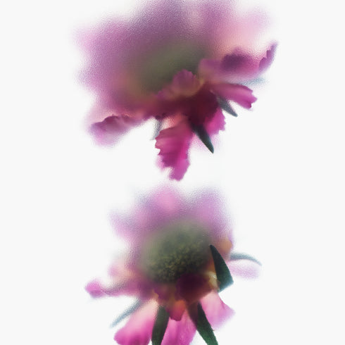 Pink Scabiosa Stem I Floral Art Print