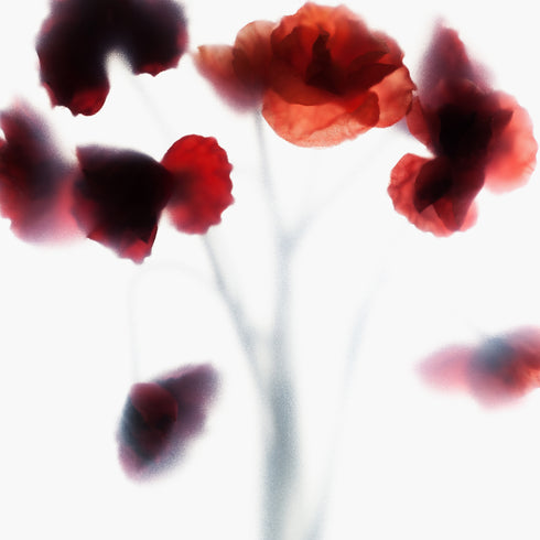 Red Poppy bunch Floral Art Print