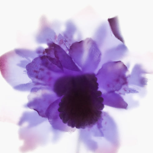 Purple Orchid Floral Art Print