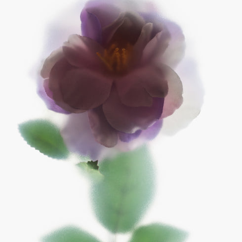 Purple Rose Floral Art Print