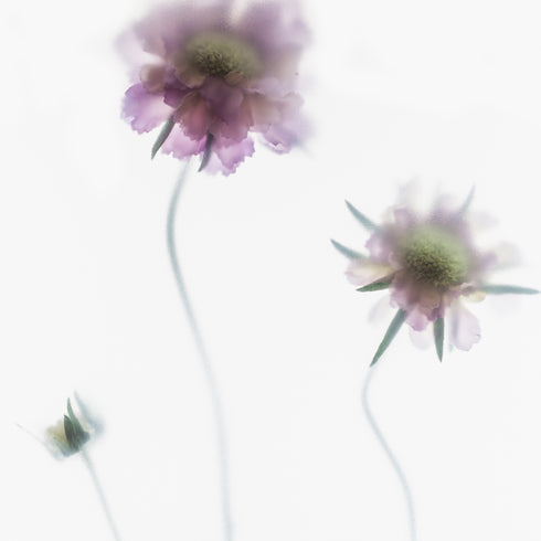 Purple Scabiosa Floral Art Print