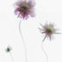 Purple Scabiosa Floral Art Print