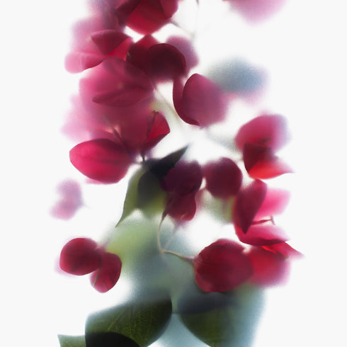 Red Bougainvillea Floral Art Print