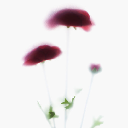 Red Poppies Floral Art Print