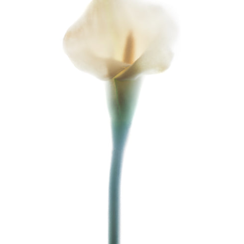 White Calla Lily I Art Print