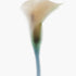 White Calla Lily II Art Print