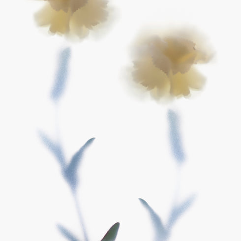 White Carnations Art Print