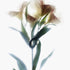White Lily Stem Floral Art Print