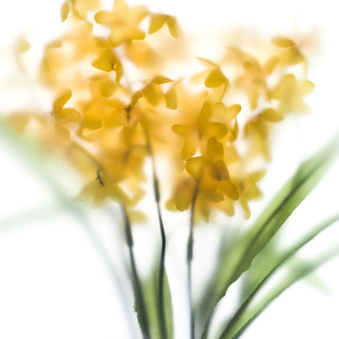 Yellow flower bunch Art Print